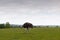 Single ostrich walking along a green field