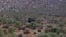 Single ostrich walking in vegetation in rocky landscape. Big bird in wildlife. Safari park, South Africa