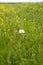 Single overblown dandelion on a spring meadow with march marigold flowers and others herbs