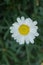 A single oxeye daisy flower