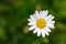 Single Oxeye daisy flower in yellow and white color with blurred