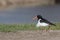 Single oystercatcher. Black and white bird with long straight red beak