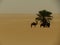 Single pal tree with camels