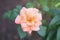 Single pale apricot pink rose against soft green foliage background
