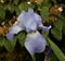 Single pale mauve bearded iris in garden setting with foliage