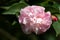 Single pale pink camellia `Sweet Jane` camellia flower