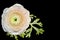 Single pale-pink ranunculus flower with leaves isolated on black