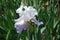 Single pale violet flower of iris in May