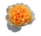 Single pale white and orange rose on a white background