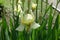 Single pale yellow flower of iris in May