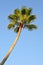 Single palm tree