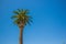 Single palm tree Africa local scenery landscape soft blue sky background