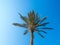 Single palm tree against background of clear blue sky, medium view. Creen palm, bottom up view. Egypt in february