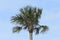 Single Palm Tree Against a Blue Sky