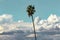 Single palm tree against blue sky and fluffy cumulus, nimbus, storm clouds