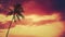 Single palm tree against vibrant Hawaii sunset