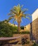 a single palm tree in a back yard of an mediteranien hostorical building