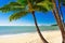 Single palm tree at Palm Cove beach, north Queensland, Australia