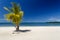 Single palm tree silhouetted against blue Caribbean Sea at resort on Roatan, honduras