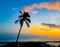 Single palm tree sunset view with suns-rays at Kailua-Kona, Big Island, Hawaii