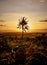 Single palm tree on a vibrant, emerald green grassy field at sunset