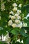 Single panicle of flowers of Aesculus hippocastanum