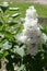 Single panicle of white lilac from the side