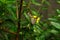 Single Paper Kite Idea leuconoe butterfly up close sitting on a yellow flower with green leaf background