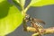 Single paper wasp sits on branch with green leaves