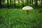 Single Parasol mushroom growing in green grass in forest, summer season nature details