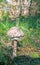 Single Parasol mushroom Macrolepiota procera