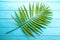 Single parlor palm leaf on blue wooden background