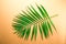 Single parlor palm leaf on orange gradient background