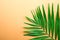 Single parlor palm leaf on orange gradient background