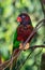 Single parrot (Trichoglossus haematodus, lorius chlorocercus)