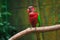 Single parrot (Trichoglossus haematodus, lorius chlorocercus)