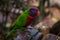 Single parrot (Trichoglossus haematodus, lorius chlorocercus)