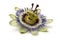 Single Passiflora edulis flower