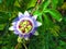 Single Passion Flower