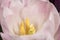 Single pastel pink tulip flower in close up