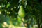 A single pear drooping down from a pear tree branch on the background of trees in the garden