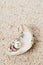 Single pearl in oyster sea shell on sand