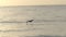 Single Pelican Bird Flying Over the Ocean in Slow Motion