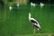 single of pelican catch fish from lake river. Pelican bird wallpaper , animal wildlife background