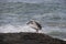 A single pelican on the rocks, by the wild Atlantic ocean. South Africa.