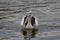 Single Pelican in the water
