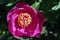 Single peony bloom, vivid pink flower