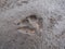 Single, perfect footprint of fox Vulpes vulpes in dried mud on the ground. Texture of fur and paws visible in gray mud clay