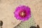 Single Perfect Magenta Beavertail Cactus Flower