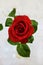 Single perfect red rose viewed from top with blurred leaves against light background